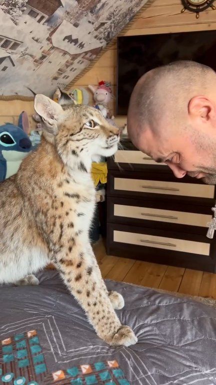 Marusya vs Dad #lynx #рысь #bobcat | Mocha Gold | Facebook