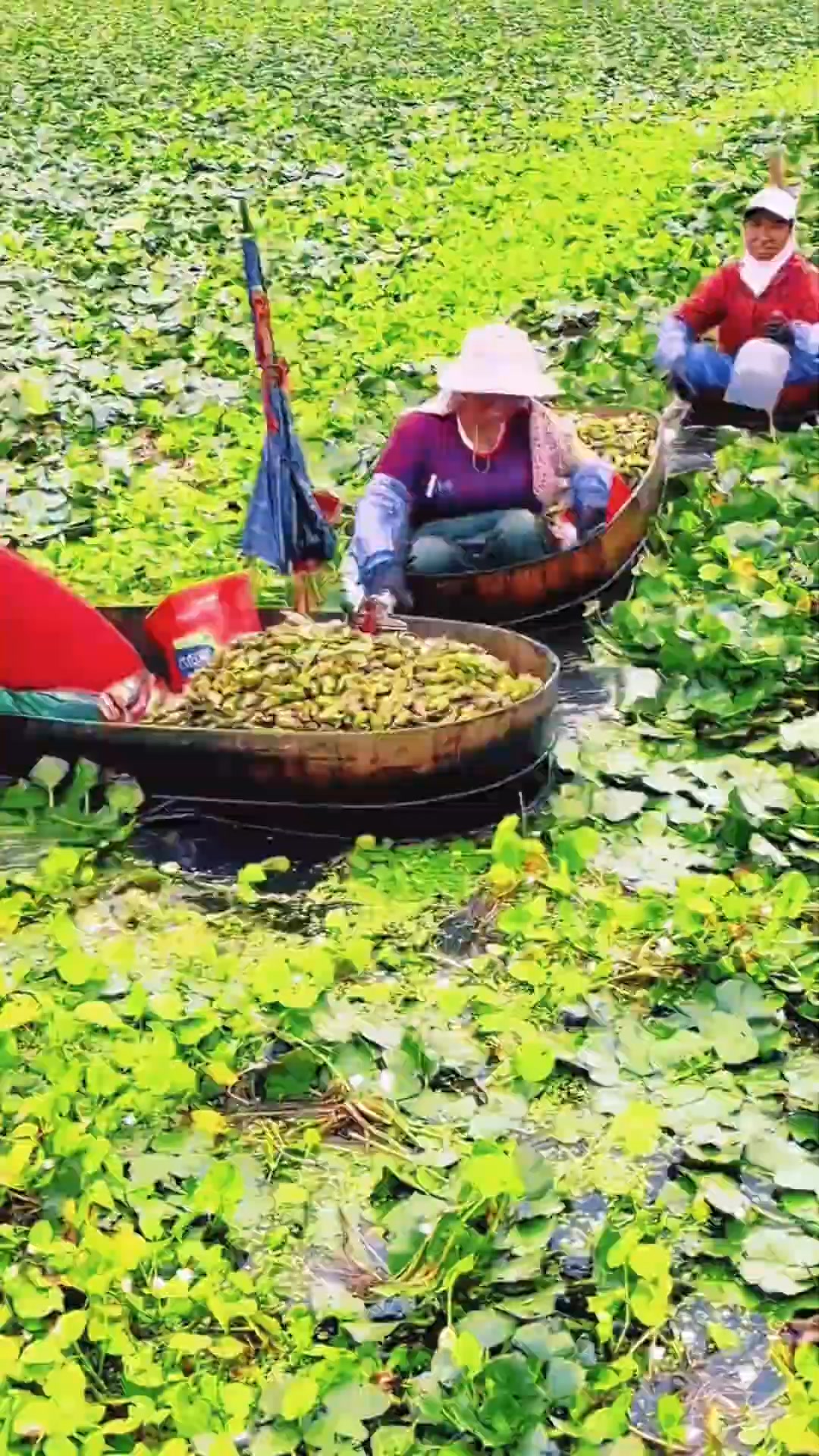 Trồng Cá Nuôi Rau on Reels | Facebook