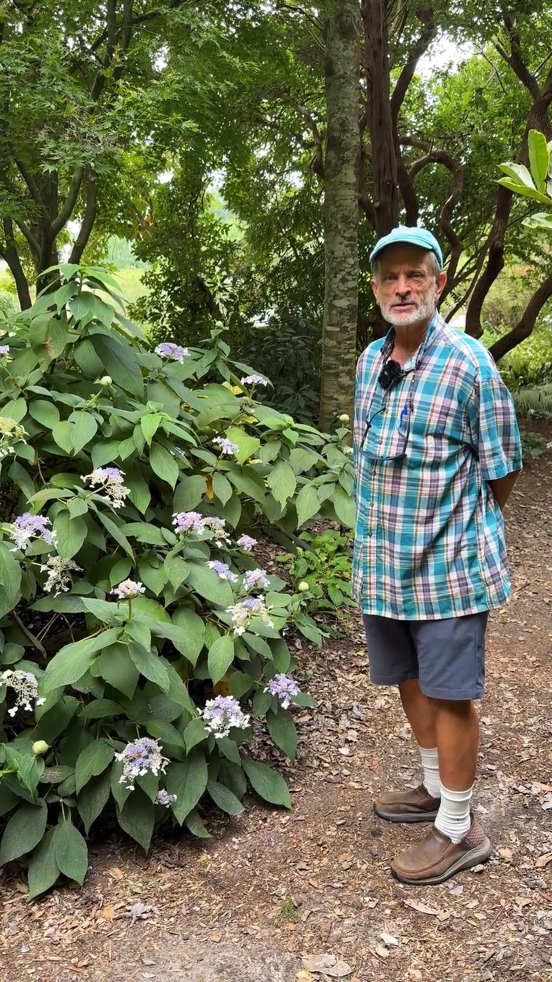 Hydrangea involucrata 'Wim Rutten' adds much needed color to the shade ...