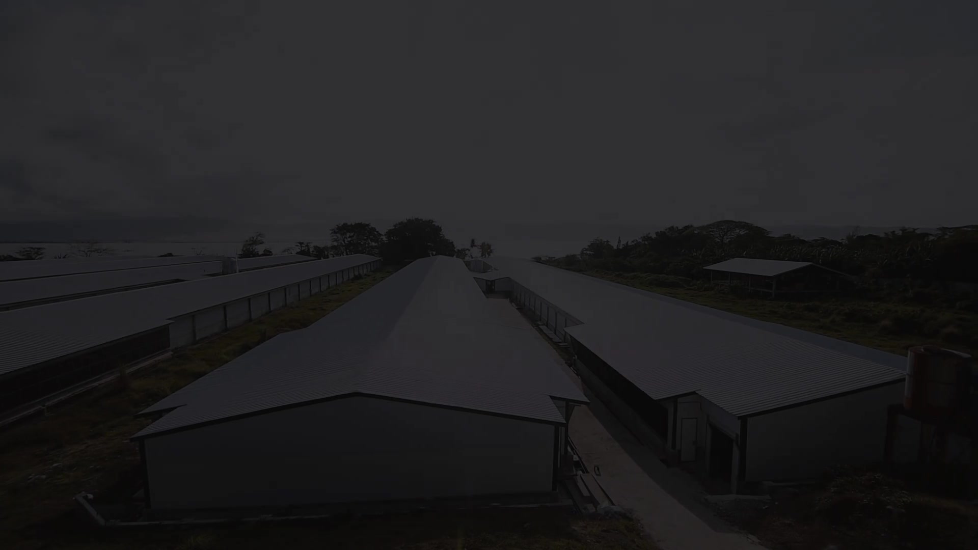 QPLC Dressed Chicken and Eggs | Baras