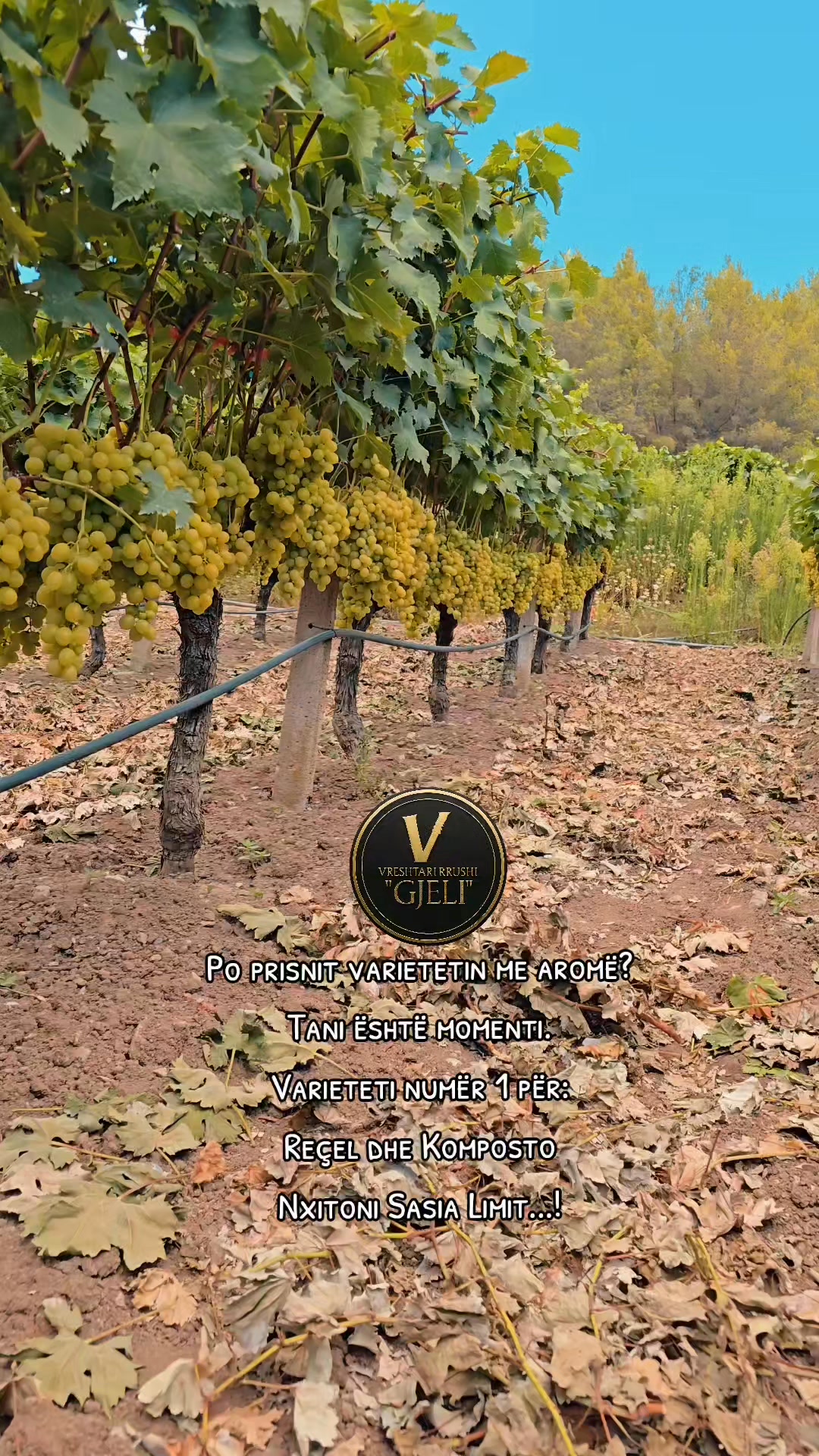 #vreshtarirrushigjeli 🍇 | VreShtari RruShi 