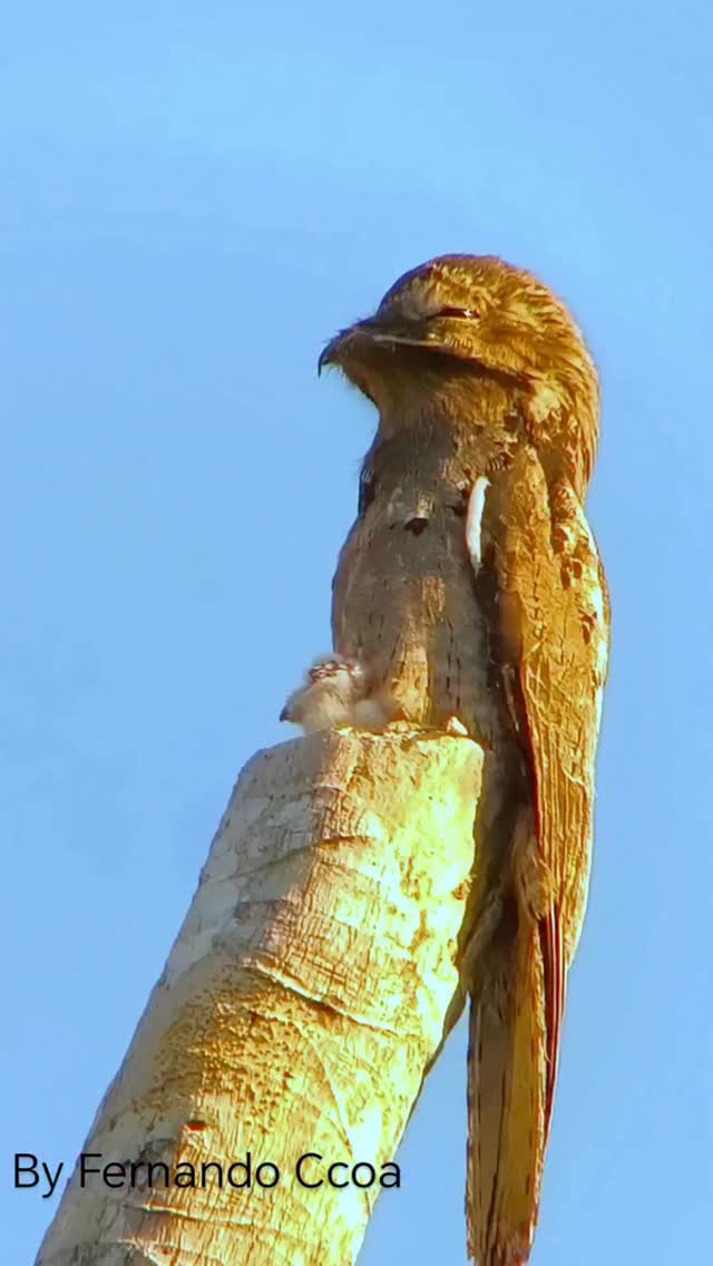 Meet the Common Potoo (Nyctibius griseus) One of the Amazon’s most ...