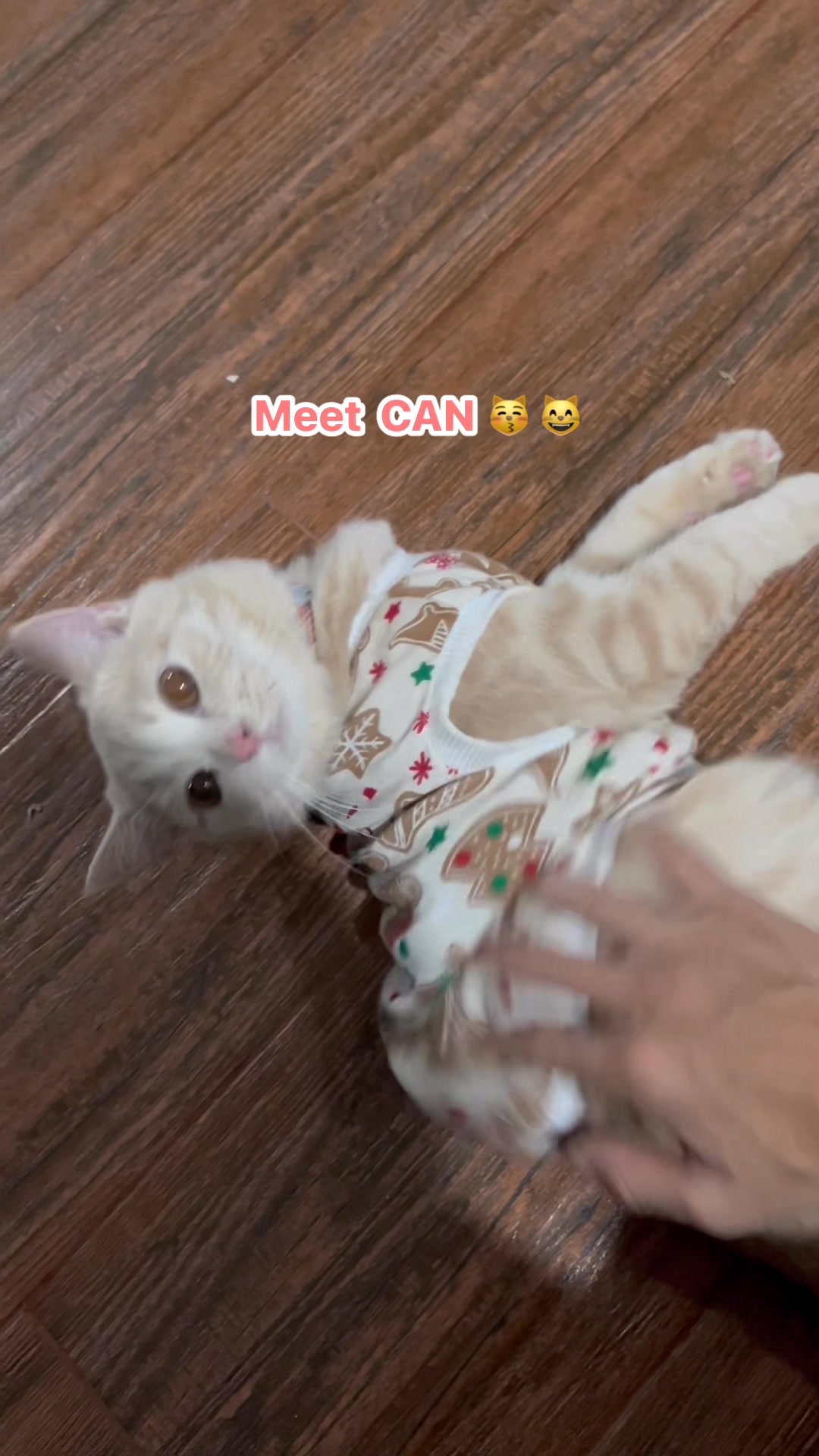 Meet CAN 😽😸😽 Moon's husband 🐾🐾🐾 #cat #cats #funnyvideos | MeetCan&Moon ...