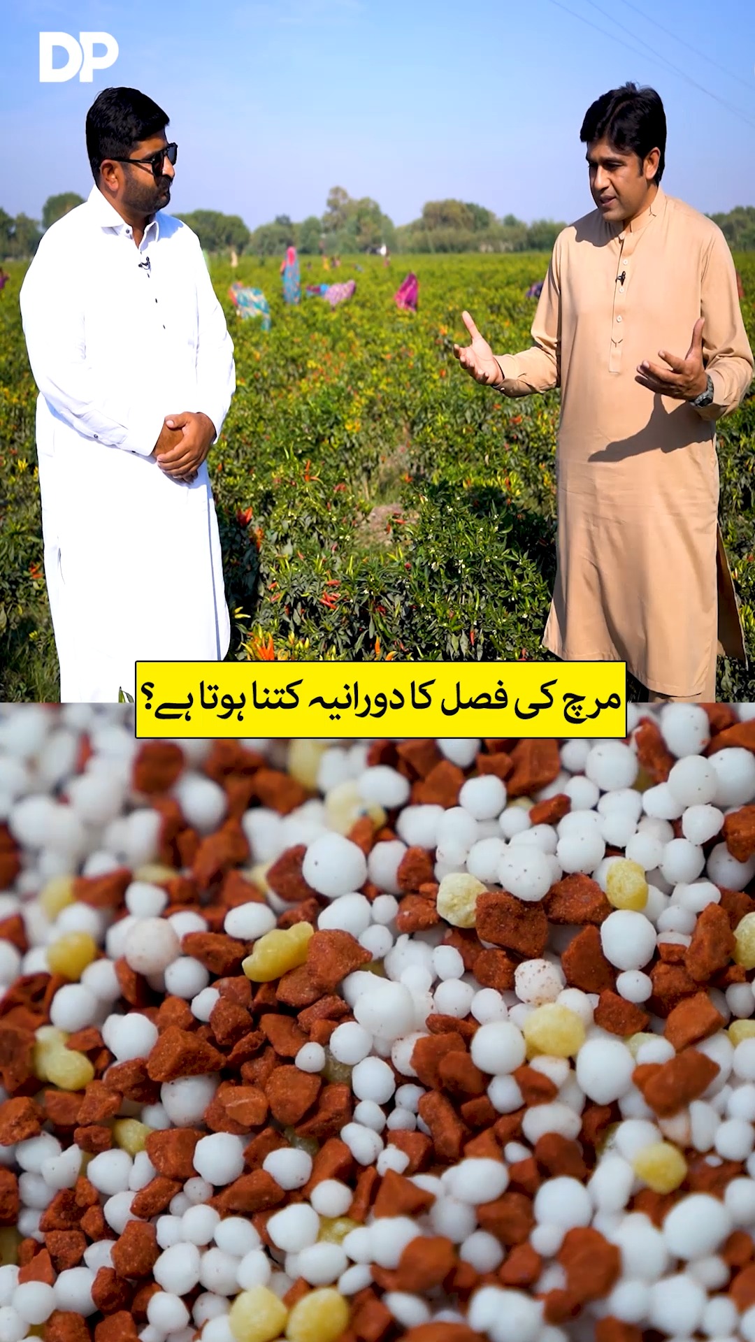 لال مرچ کی فصل کا دورانیہ کتنا ہوتا ہے؟ #RedChili #ChiliFarming # ...