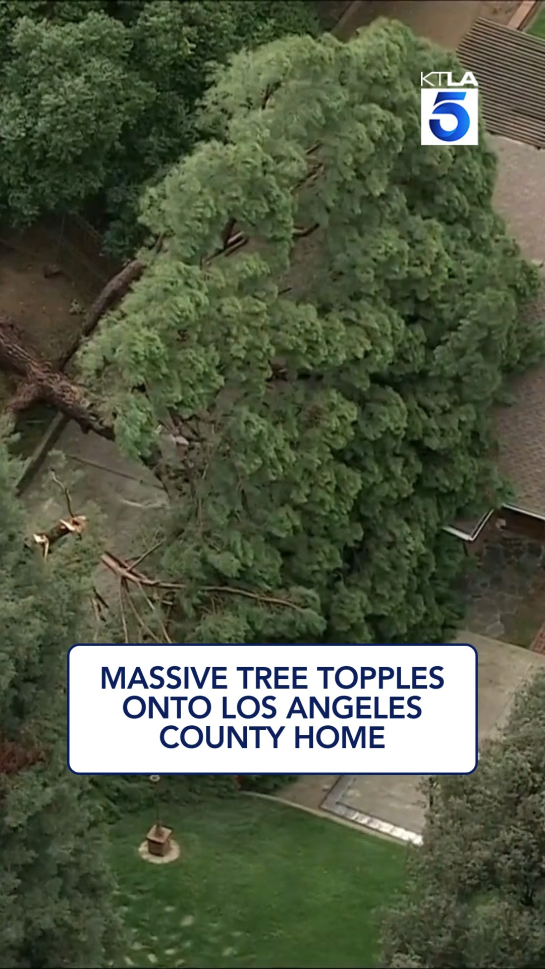 Southern California storms turn destructive: A 60-foot tree collapsed ...