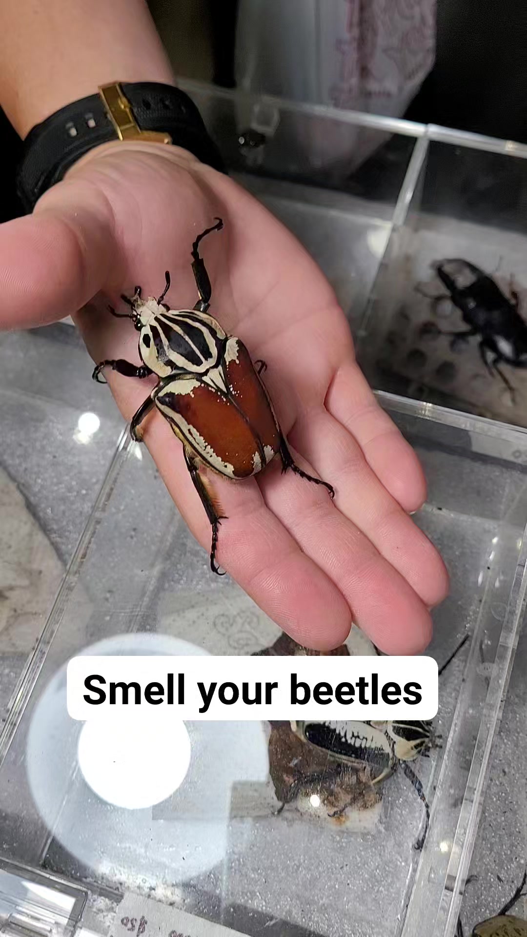 Jamesbeetlefarm.com #larvae #invert #jamesbeetlefarm #invertebrates # ...
