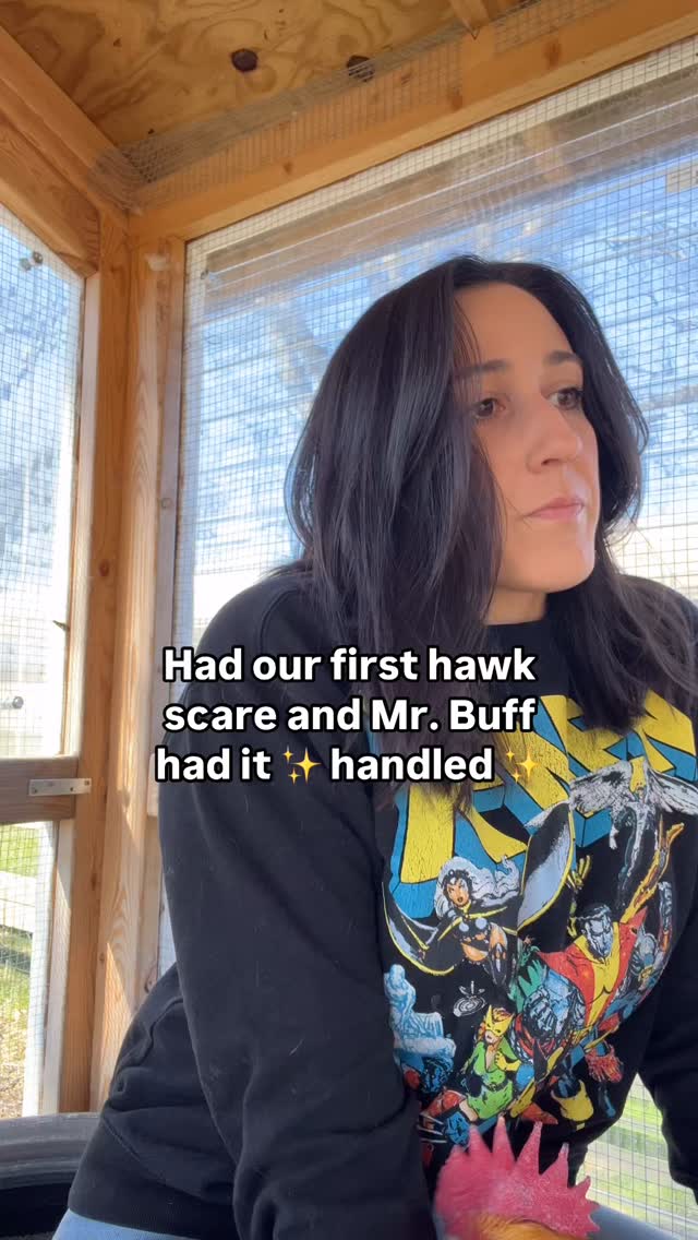 Roosters are the best. 😭 We had two hawks swooping this morning, and Mr ...