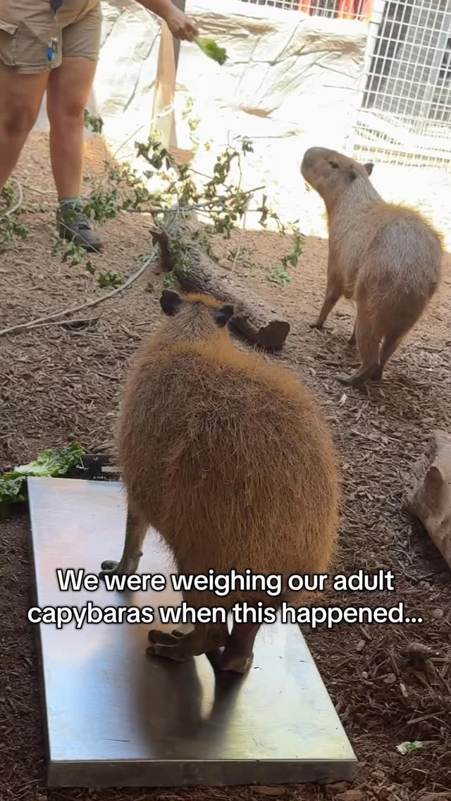 We were weighing our adult capybaras when one of the babies wanted to ...