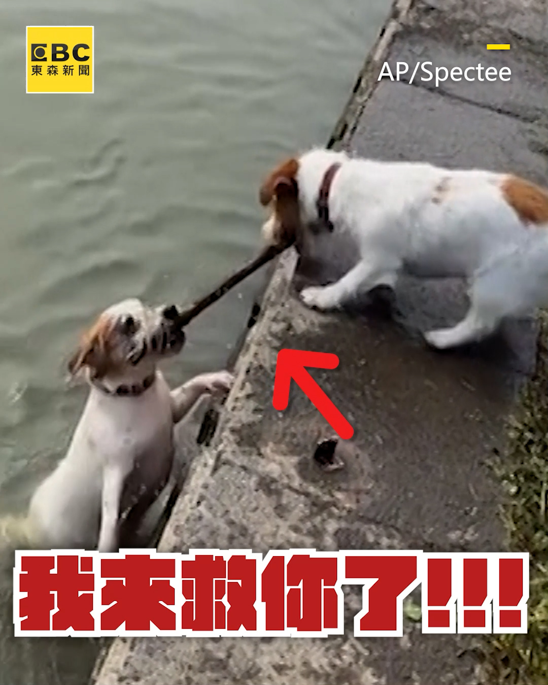 龍編：好朋狗🥹🥹太聰明了還會自救 小狗落水險滅頂狂游！叼樹枝向同伴求救看哭萬人 影片授權：AP/Spectee #傑克羅素㹴 #救援 #淹水 ...
