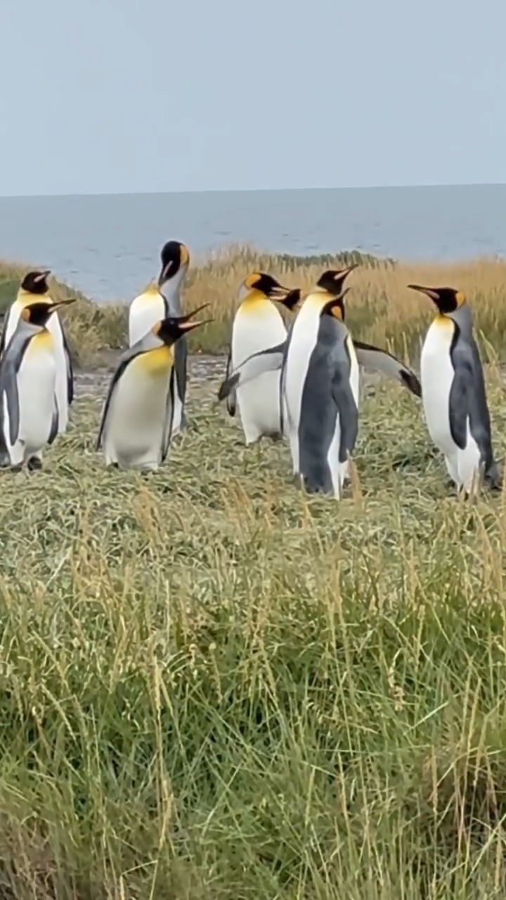📍 Reserva Natural Pingüino Rey, Patagonia chilena (Tierra del Fuego ...
