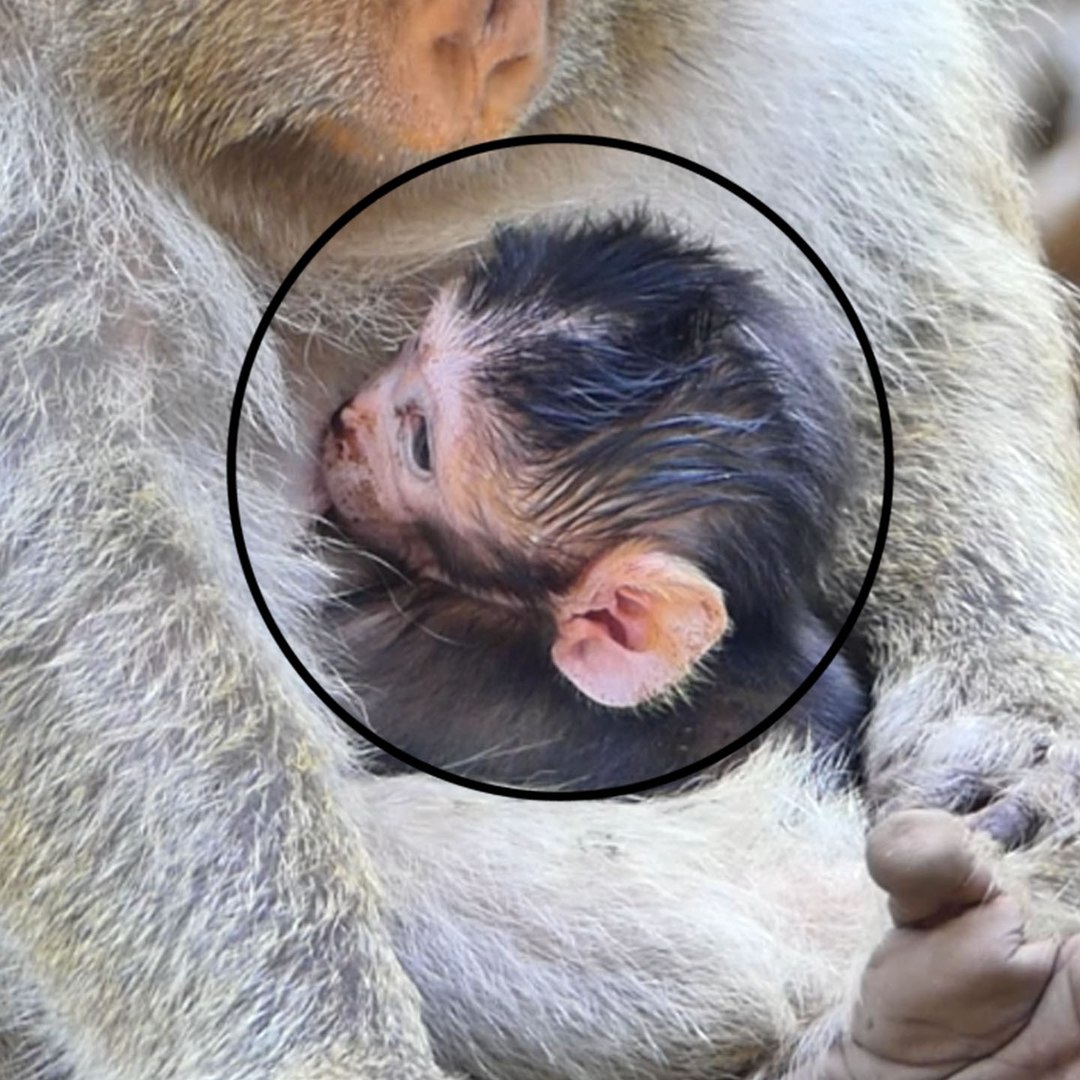 Even Got Red Nose But New Baby Monkey Boran Has No Problem Getting Milk ...
