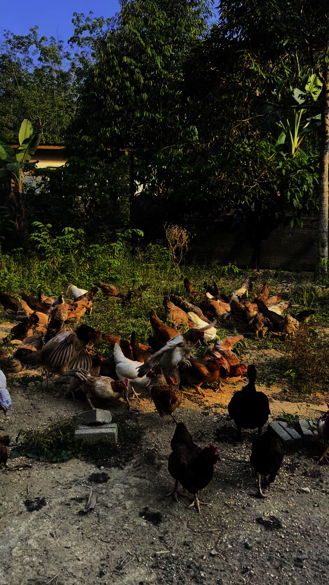 Sazar Farm