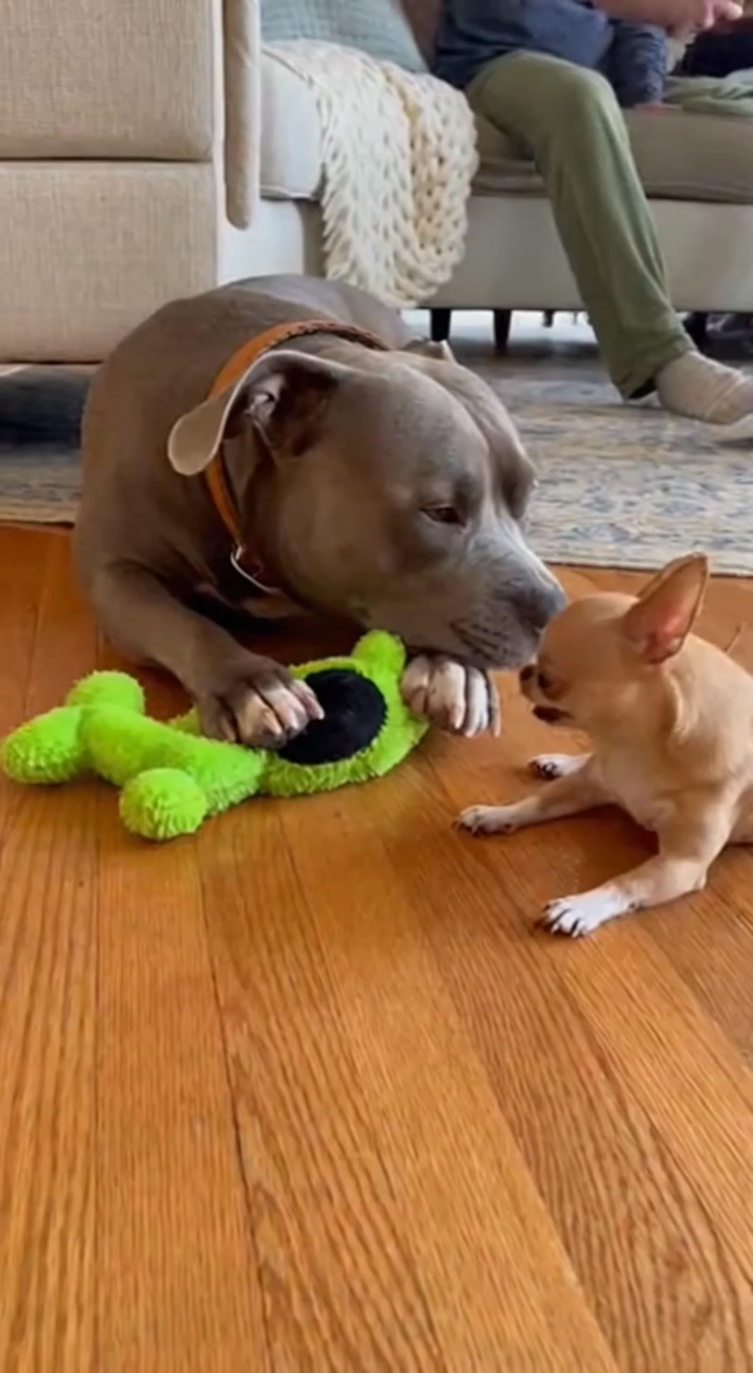 This Chihuahua and Pitbull argue like siblings every single day 😭 One ...