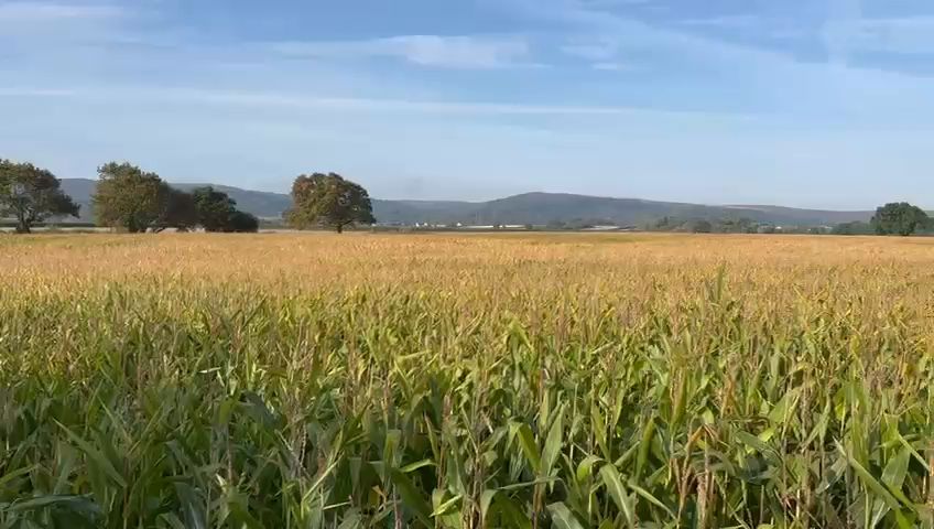 🌾WEST COUNTRY FODDER AUCTIONS🌾 📸 Lot 36 and 37, Standing Maize located ...