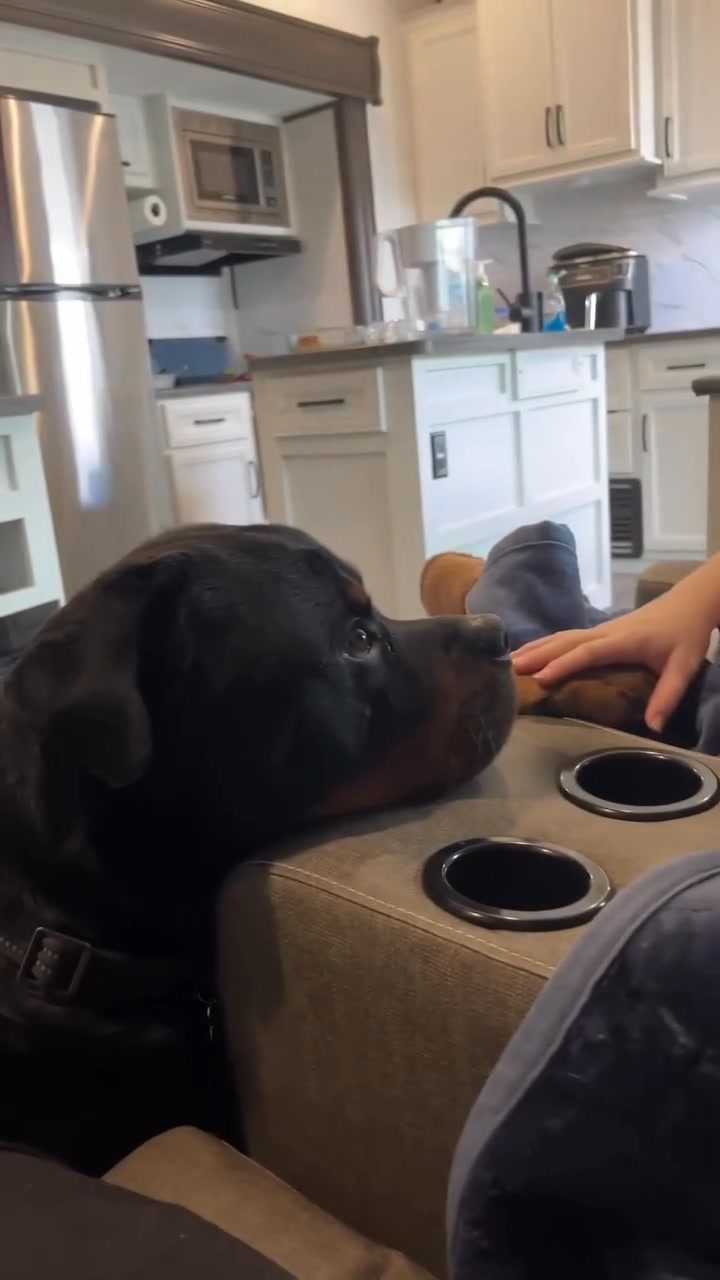 Caught him being annoying…. Now he guilty 😂😂😂 #rottweilerworld # ...