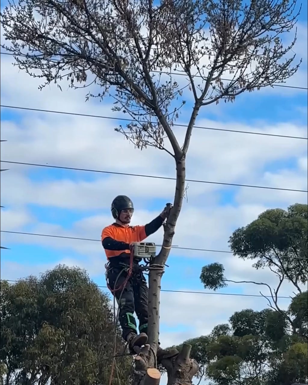 Tree Ninja SA
