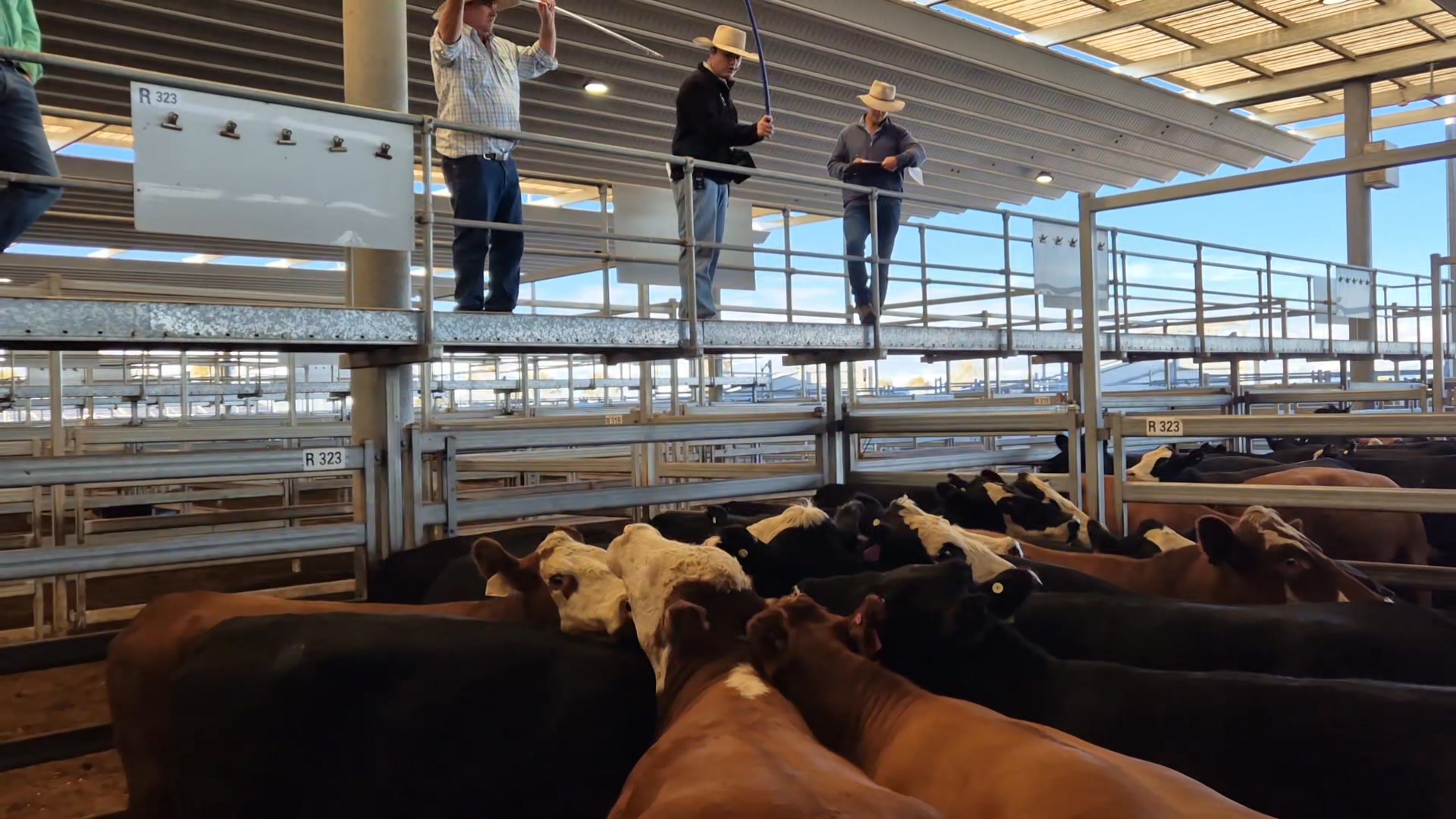 Not a lot of cows here today. Watch Michael Purtle in action for ...