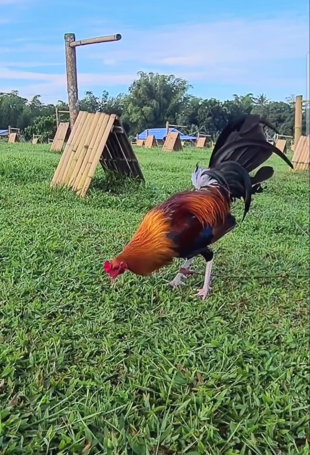 Breeders WORLD of Cockfighting | Bacolod CIty