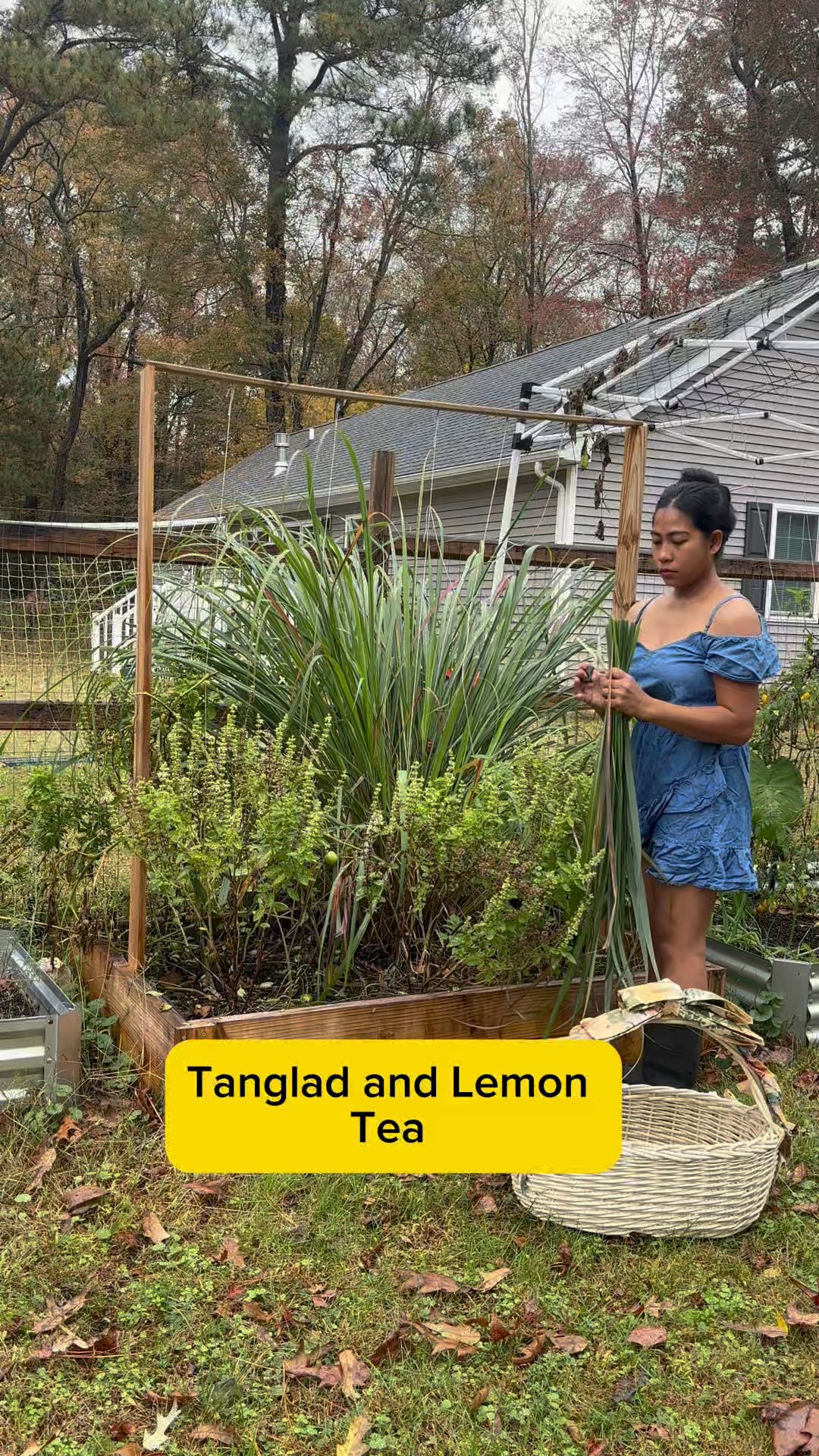 Tanglad and Lemon Tea #followers #Tea #lemonGrass | Karen Rendell ...
