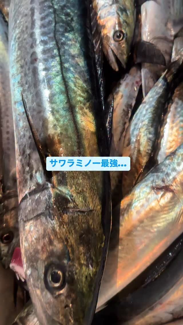 今バズっている関西で青物が無限に釣れる場所に行ってきました