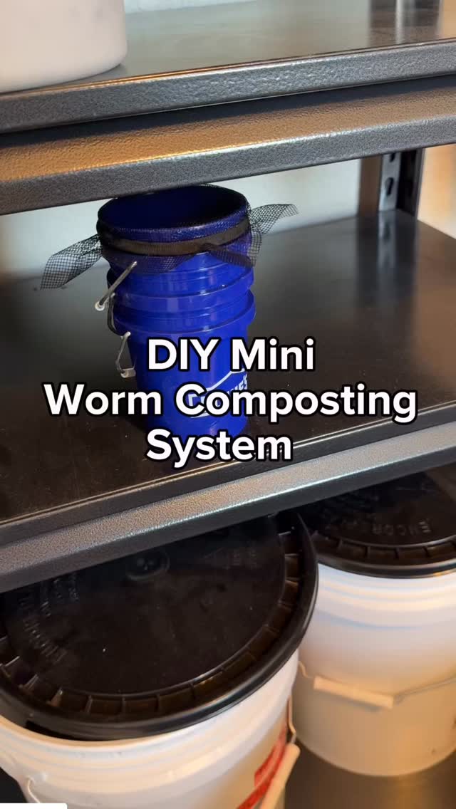 Part 2 DIY worm farm check in! I started with only 10 worms, and there ...