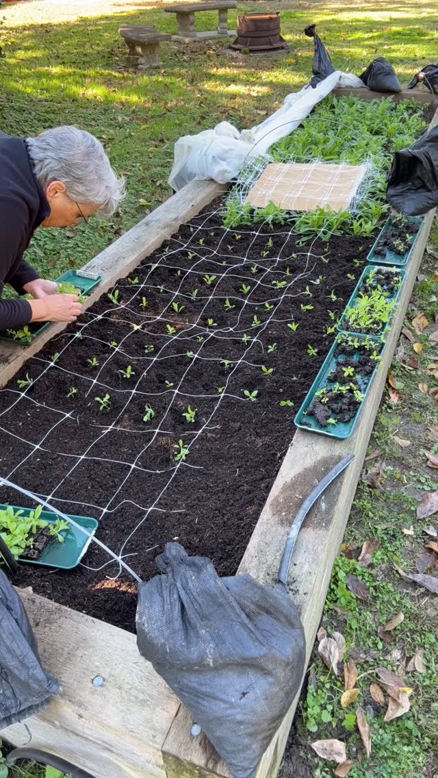 Finishing up some Cool Flower plantings. Flower support netting used a ...