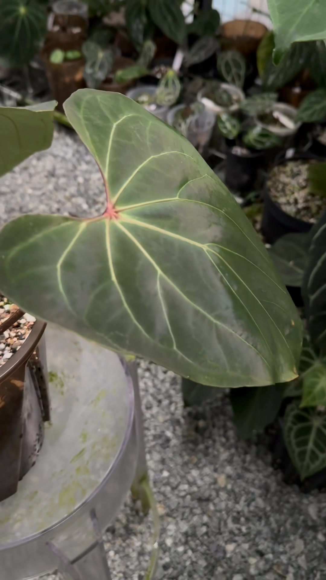 Anthurium (Sub x AOS) x Tezula Red Crystal. Its red dots don't