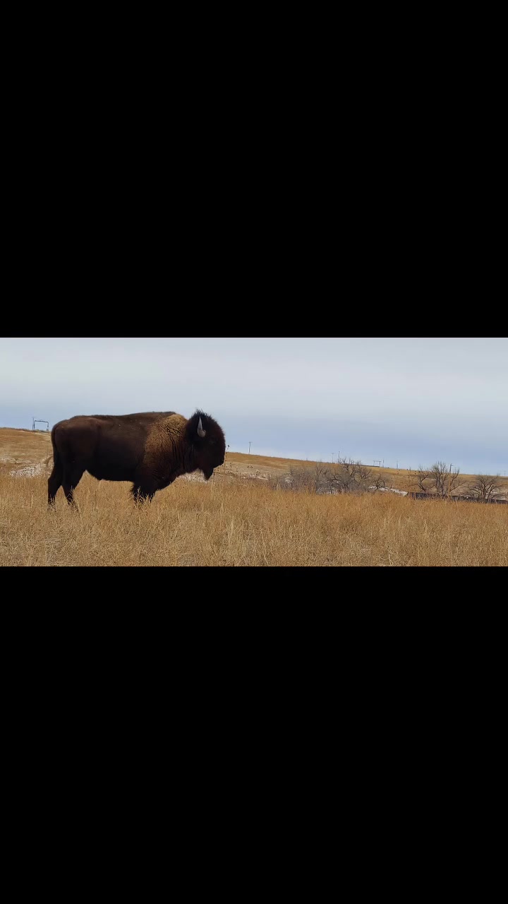 Pierce Land & Bison