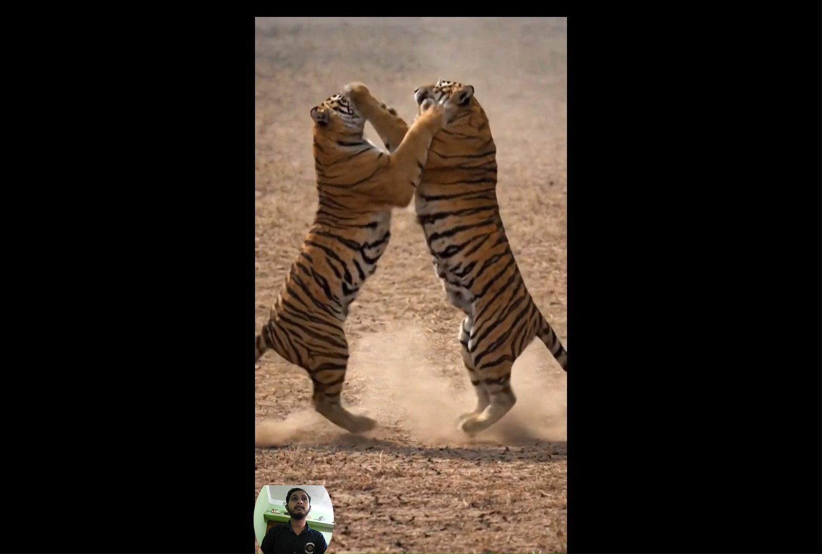 Two tigers in an intense battle in the wild caught on camera: