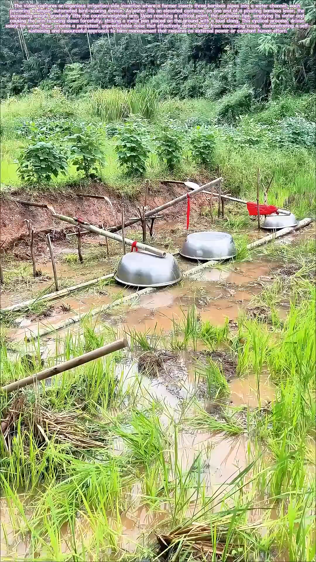 Hydraulic Scarecrows How Field Runoff Powers Pest Control | Jannie Kie ...