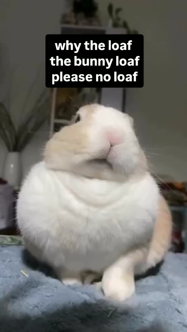 what is the shadow im scared 🎥: @ cocaineinmyass on TikTok #rabbit # ...