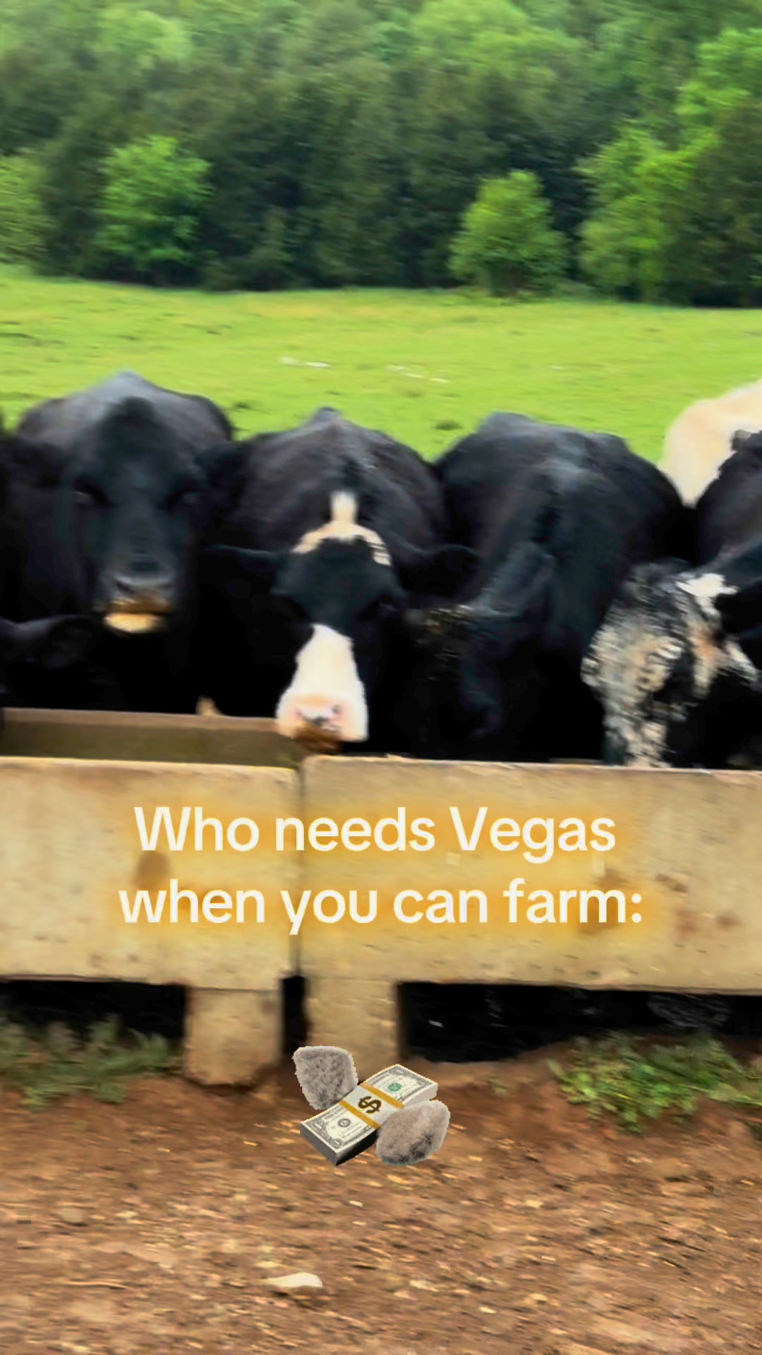 Farming is the gamble 🤣 #cows #cowsofinstagram #cowsmakemehappy # ...