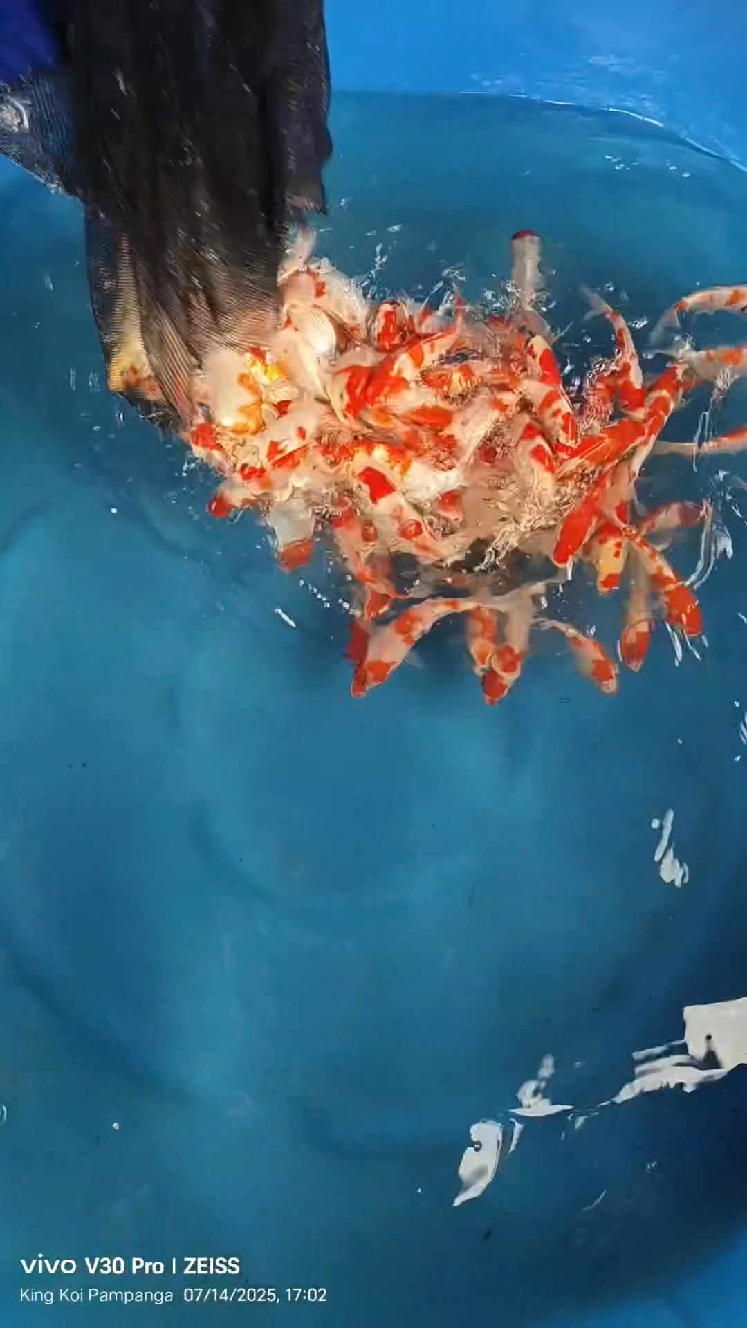 King Koi | San Luis