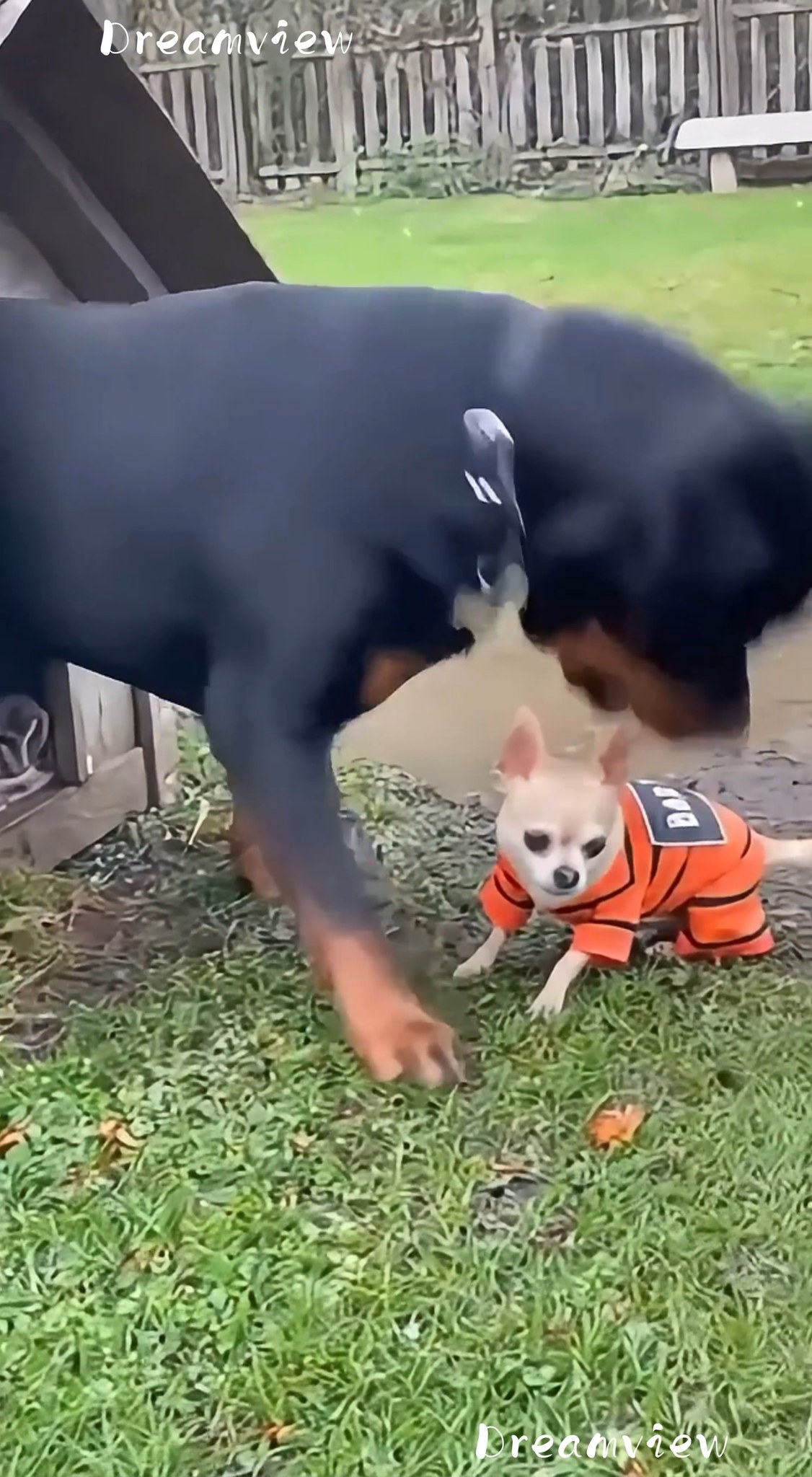The Rottweiler Woke Up Annoyed and Put the Chihuahua in the Mud 🐕‍🦺😠🐶💩💦 ...