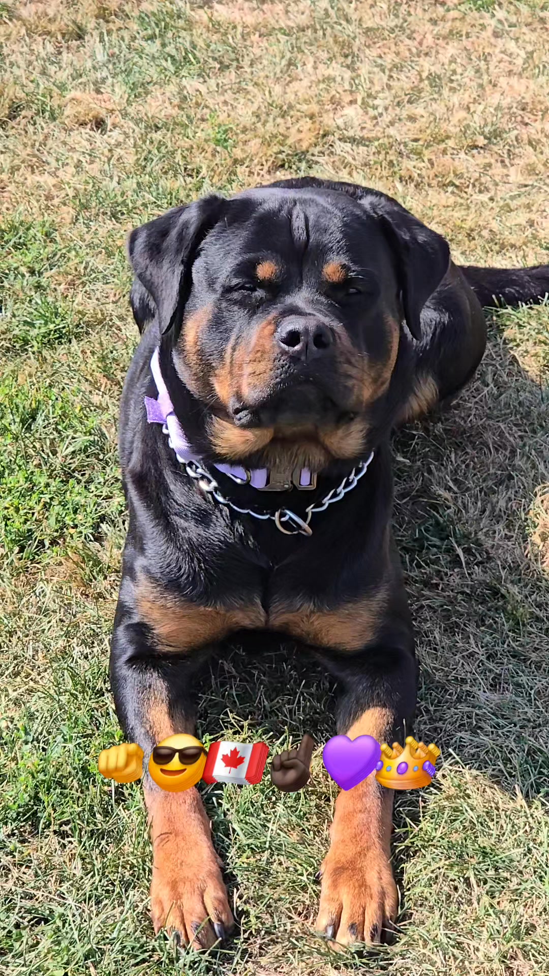 C&K ROTTIES P.E.I 🇨🇦 ☝🏿 LILITH 2YEAR OLD FEMALE 💜👑 | Colin Leudy | Facebook