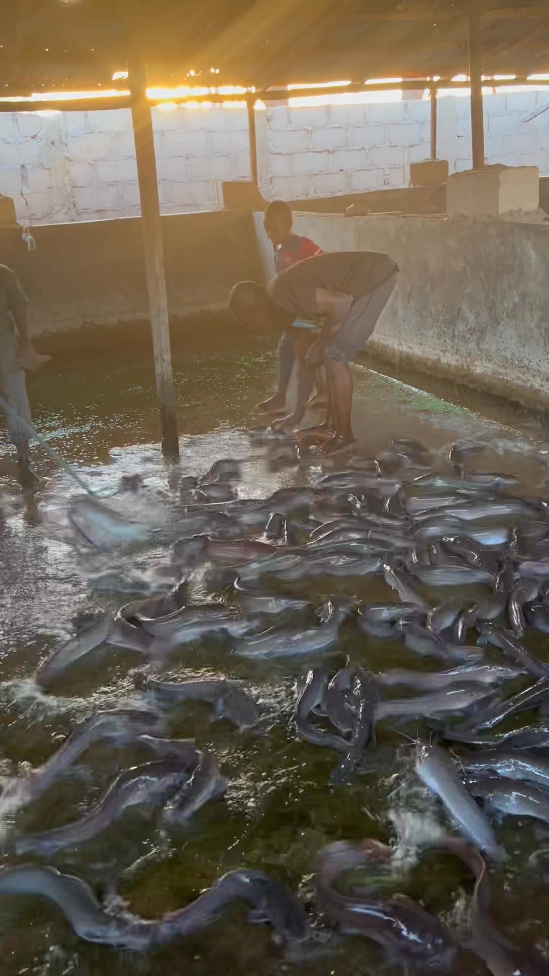 Kindness Fish Farm & General Services on Reels | Facebook