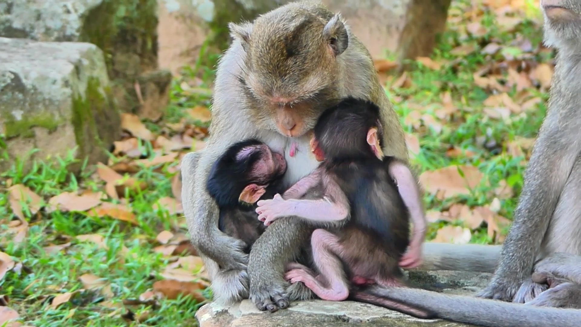 Love in its most natural form. ️🐒 #NaturalBeauty #familyfirst # ...