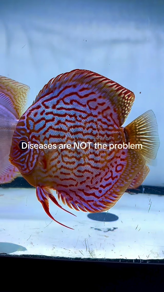 Healthy discus are built, not fixed. Long-term systems beat quick ...