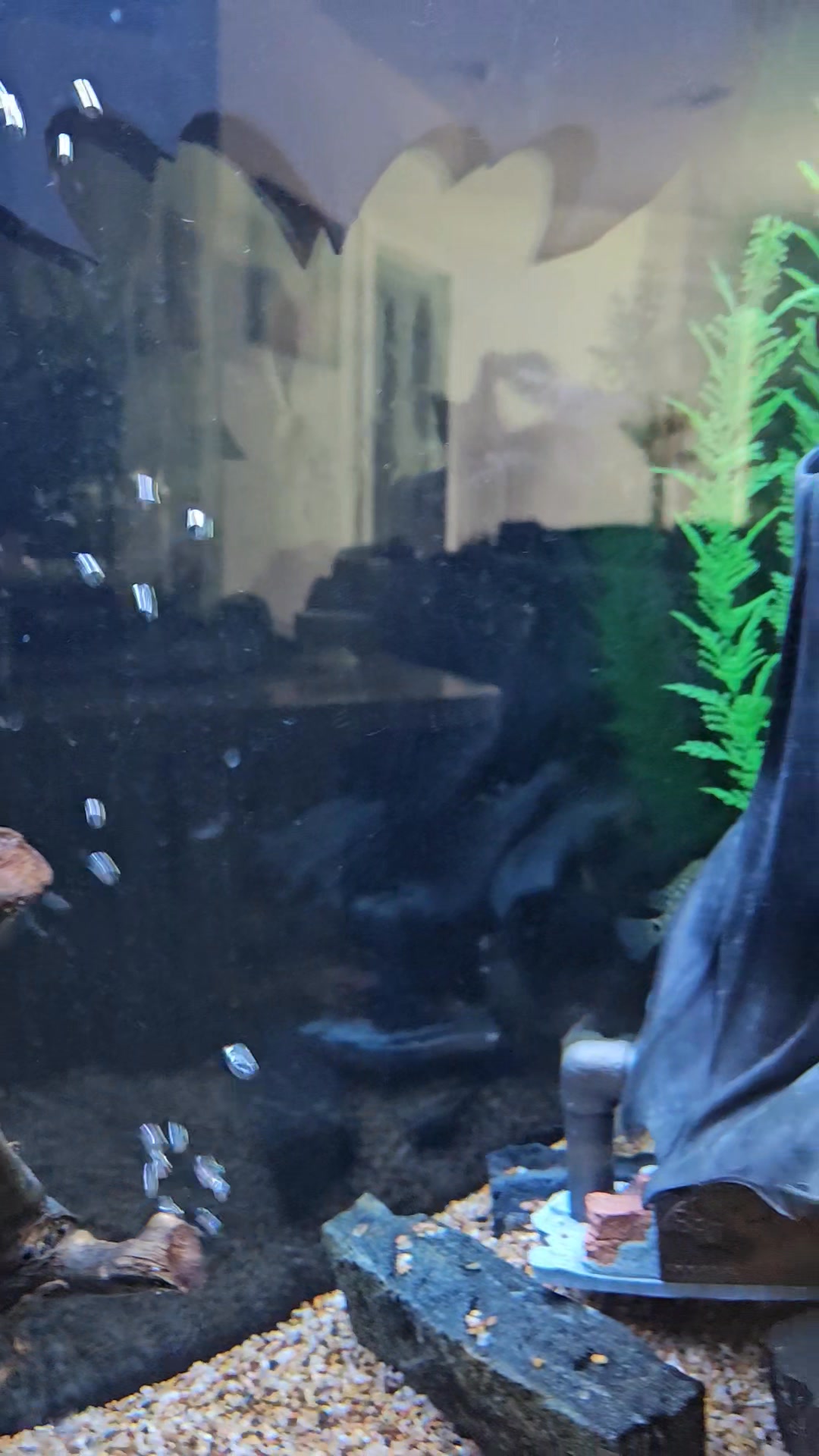 batman fish tank accessories Light Kit for LEGO Tropical Aquarium 10366  Bring the Ocean to Life  Briksmax Arrange each feature for the perfect look and display your creation in the home or workplace for all to enjoy.This home decor aquarium comes with fun functions Loved that the Batcave entrance
