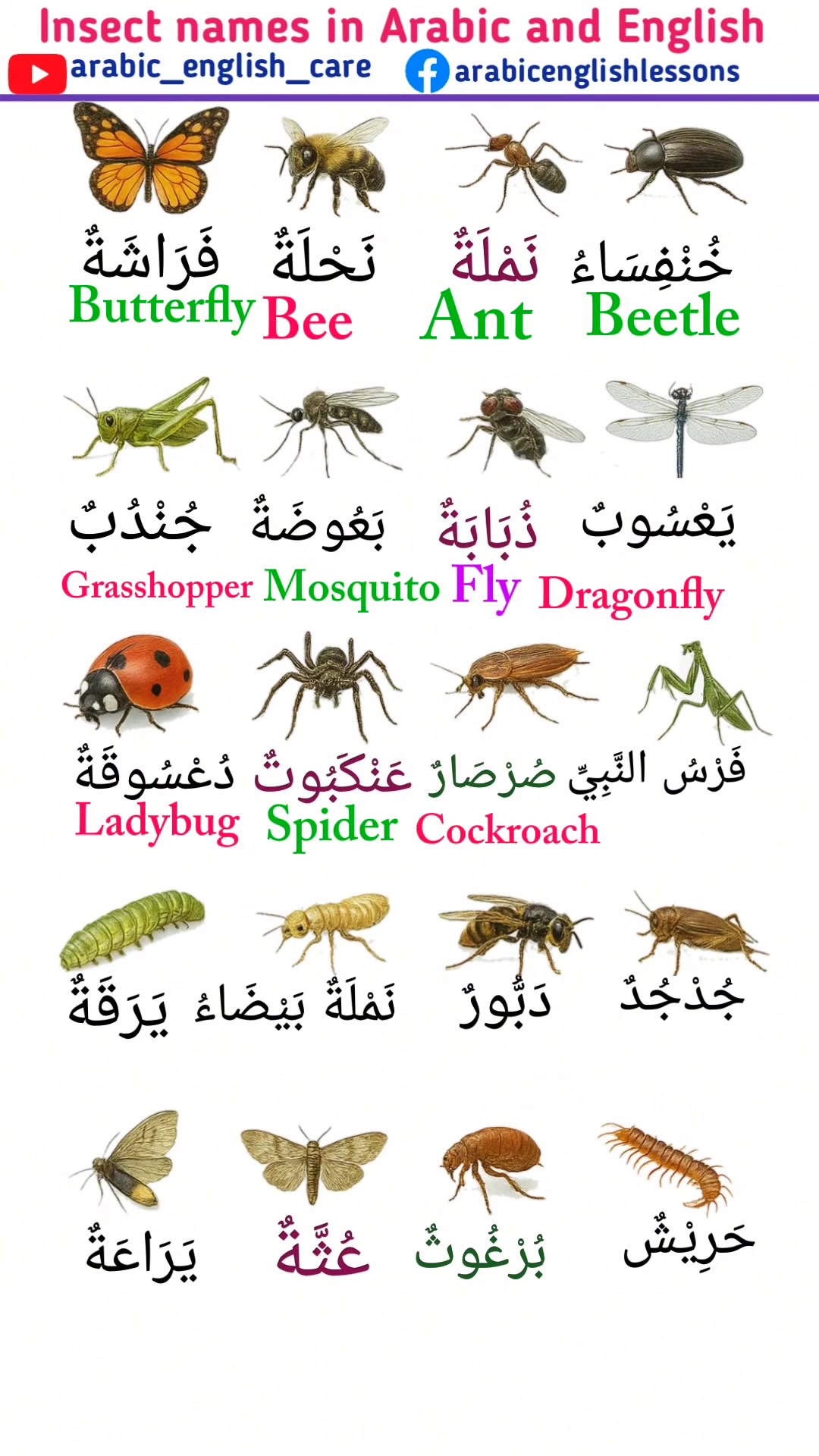 20 insect names in Arabic and English -7 #arabiclanguage #LearnArabic ...