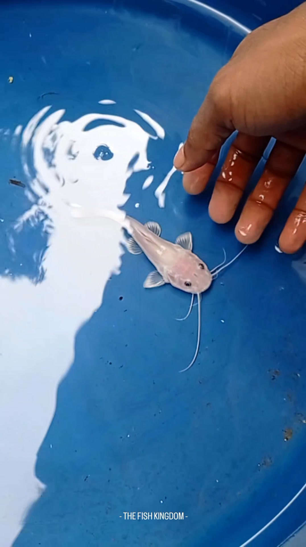 Leucistic ... ️🧀 . #thefishkingdom #panthomredtailcatfish #monsterfish ...