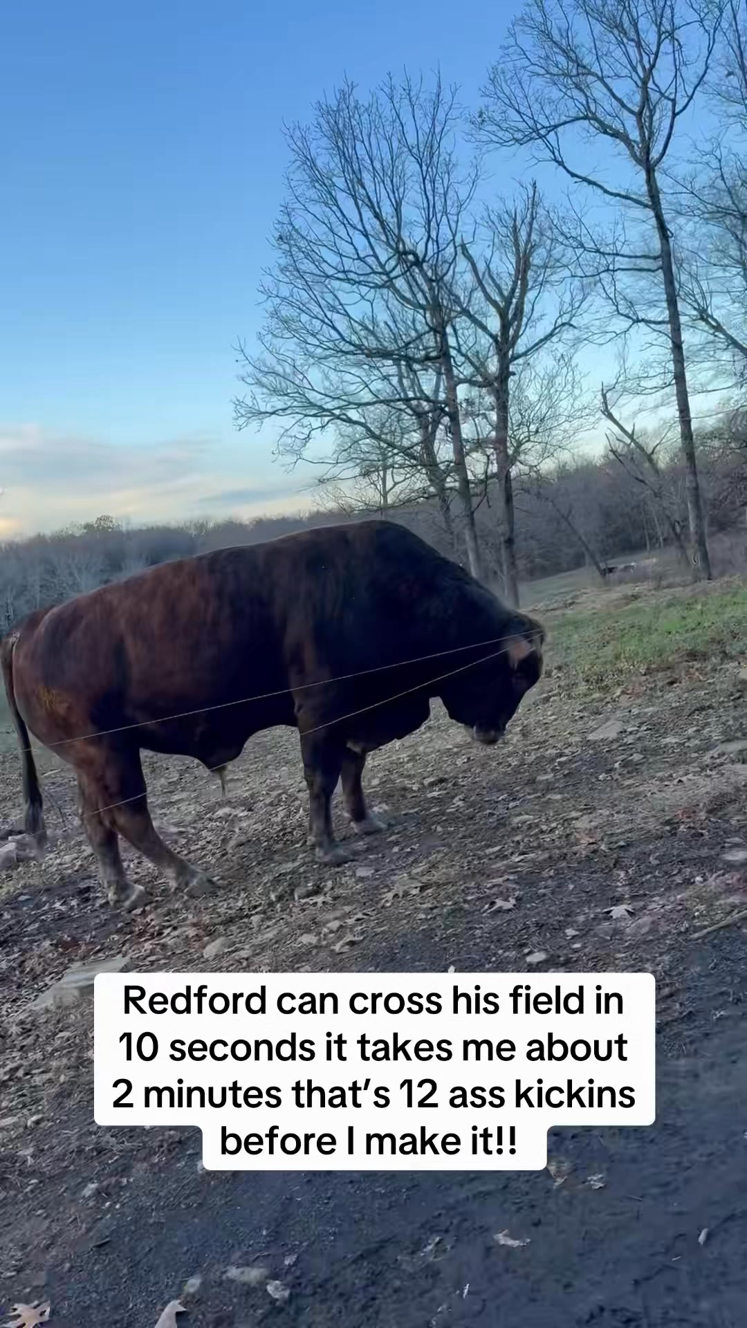 It’s called cattle math… #redfordthebull #rufusthebull #cows | Rufus ...