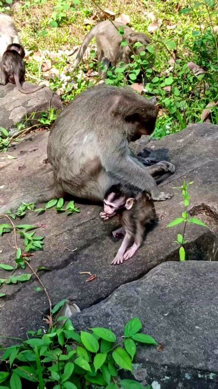 Cute baby monkeys mess around gladly | BBC Monkey | Facebook
