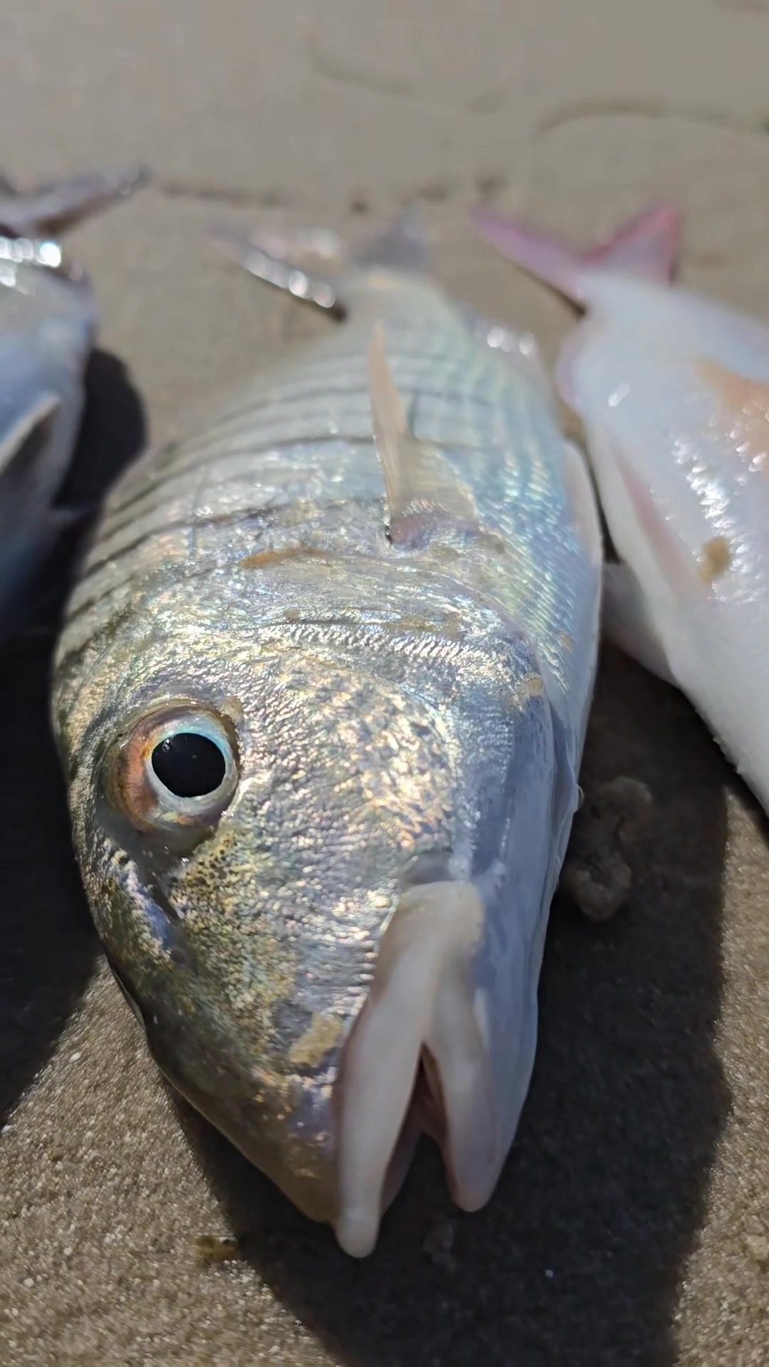Ocean fish | ismail_jlaida