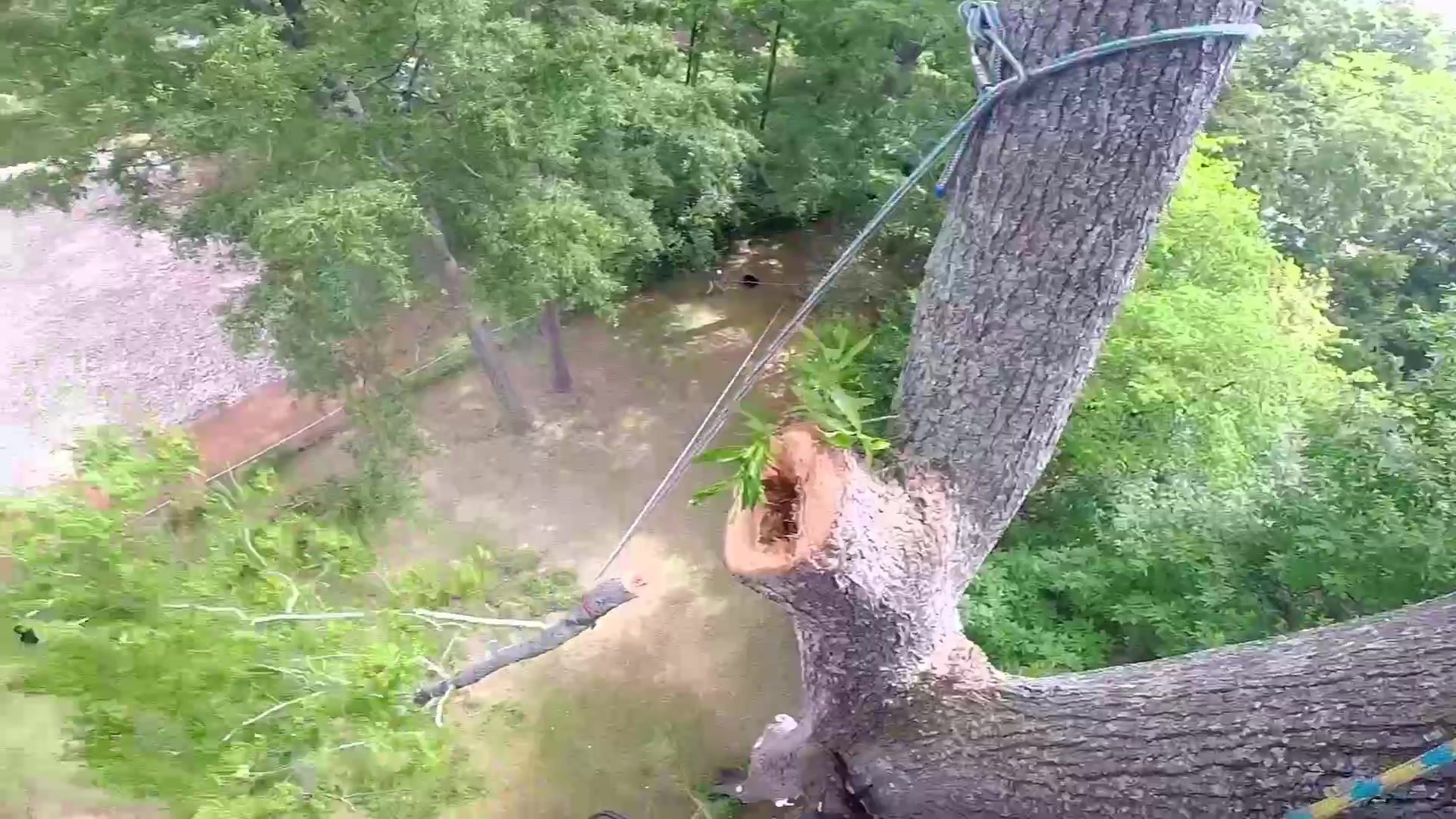 706-910-2458 Big oak tree removal Augusta ga | Womack Tree Pruning ...