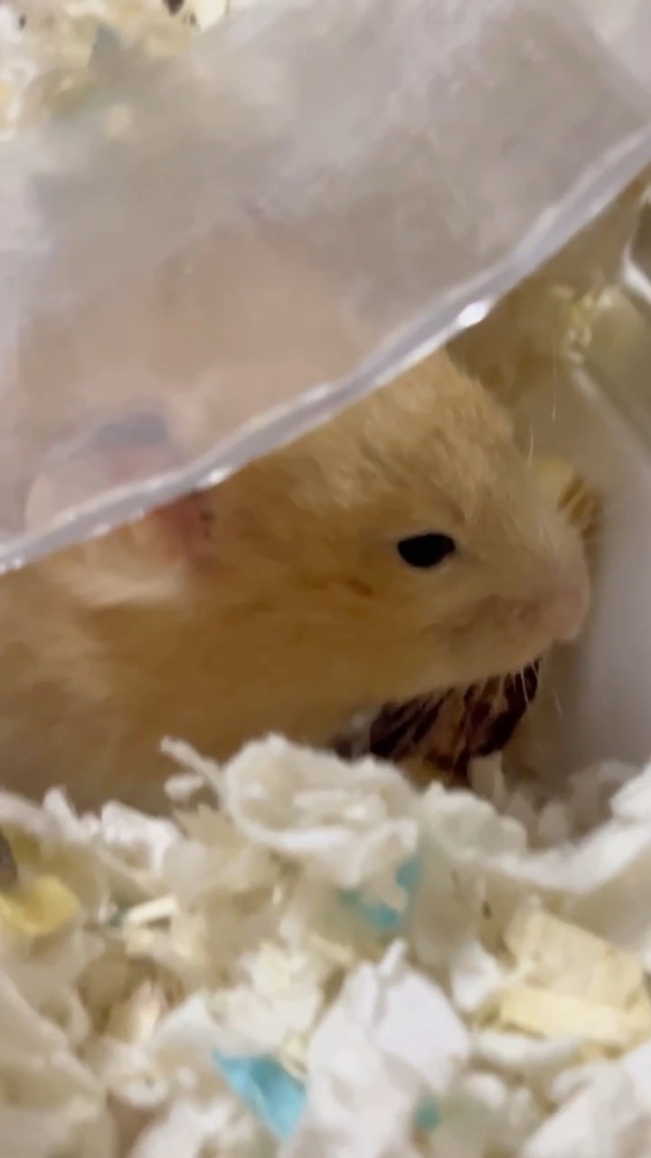 Hamster Straining During Urination Reference: Who Is Disturbing This Hamster During Its Meal Viralpost2026 Hamsters