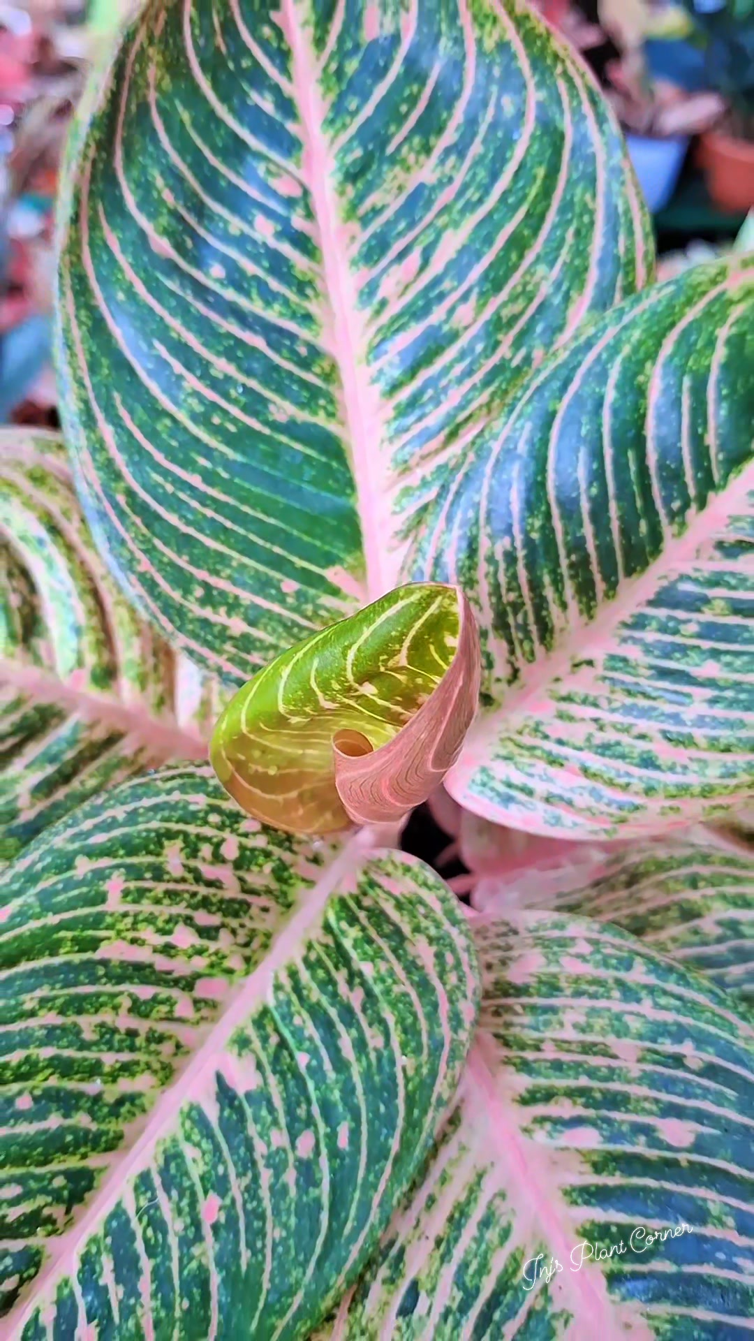 Very lush Aglaonema Sky Velvet #aglaonema #juanitosgarden