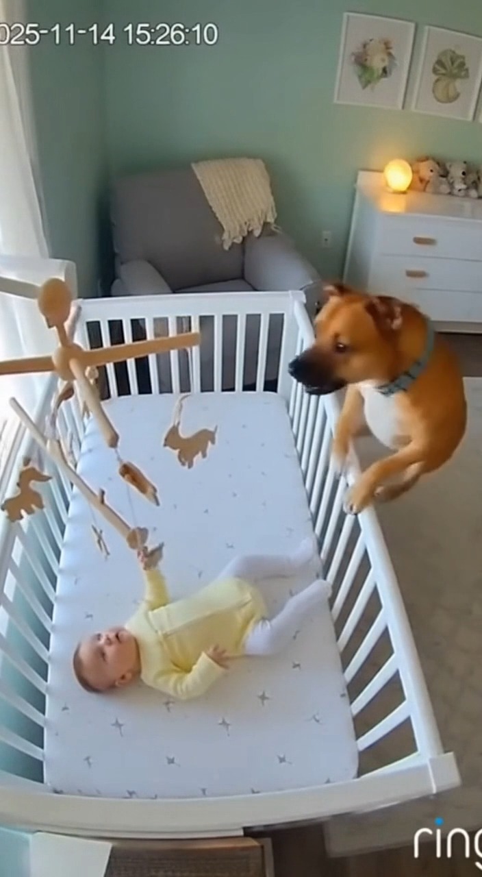 Dog jumps in to protect baby from a falling crib toy 🐶👶 #viralvideo # ...
