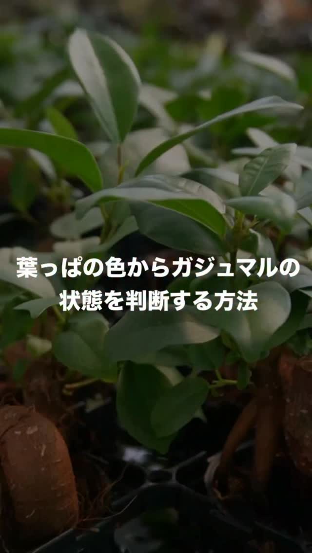 【現地引き取り限定】ソテツ 幹曲がり株 希少デザイン樹形 現品販売 現地引き取り限定】ソテツ 幹曲がり株 希少デザイン樹形 現品販売