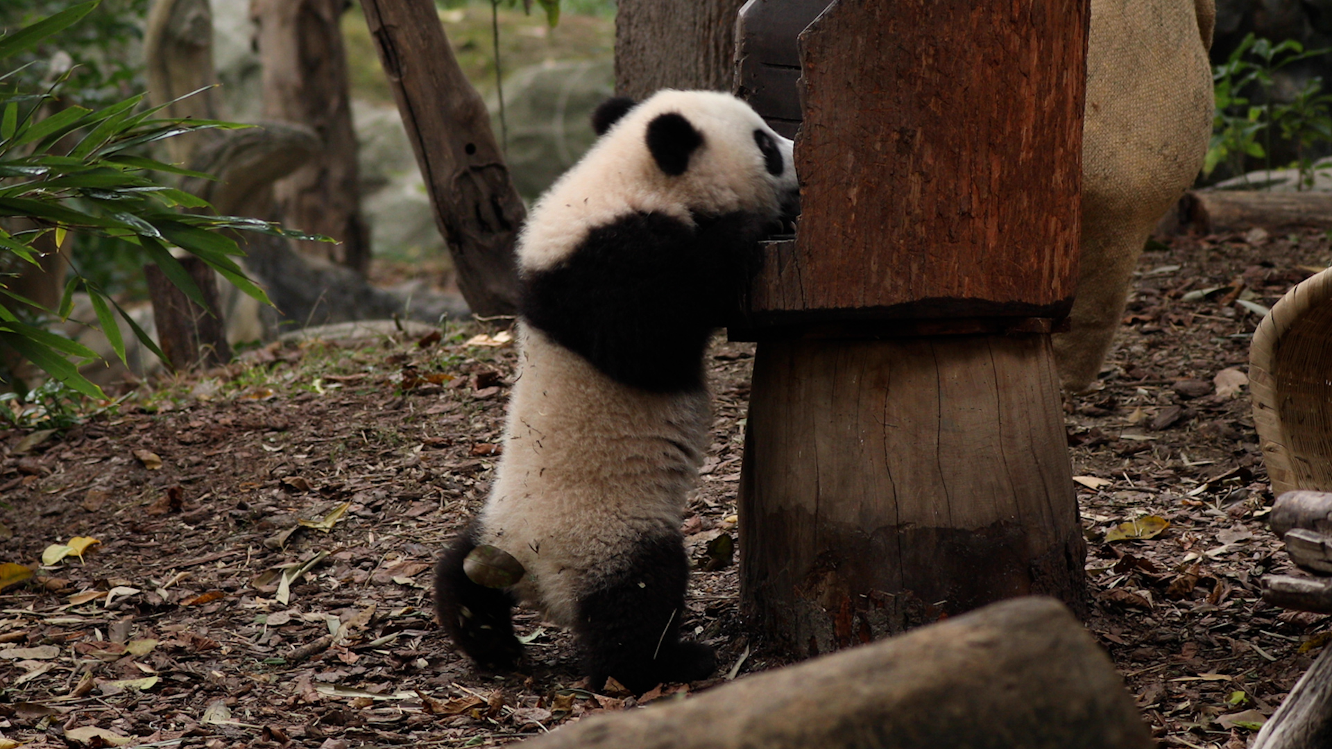 Is the baby panda learning how to walk with two legs like a human? # ...
